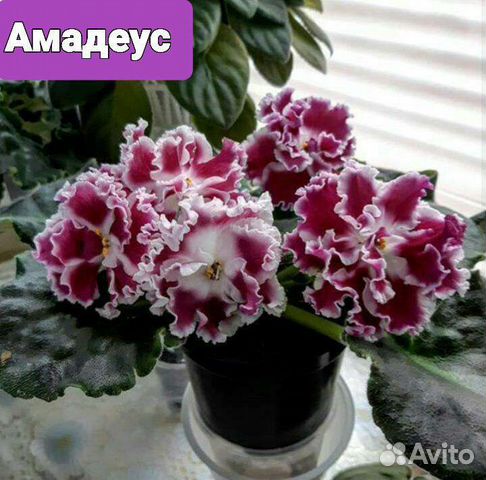 Сортовые фиалки