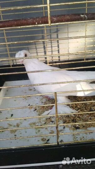 Декоративные и узбекские голуби