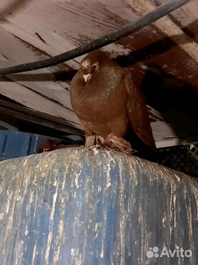 Продажа голубей