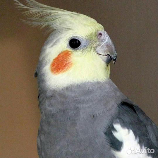 Карелл-Красавчик