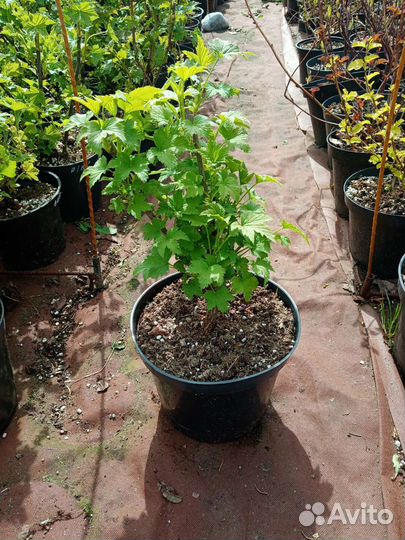 Смородина сортовая чёрная, красная, белая, розовая