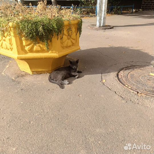 Шотландский кот