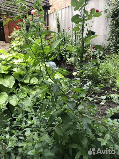 Эстрагон тархун, мята, хрен