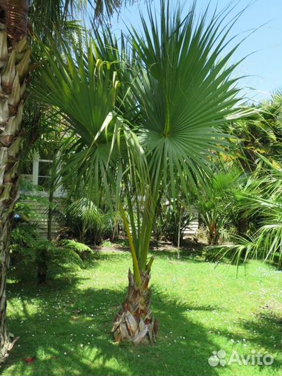Семена пальмы сабаль