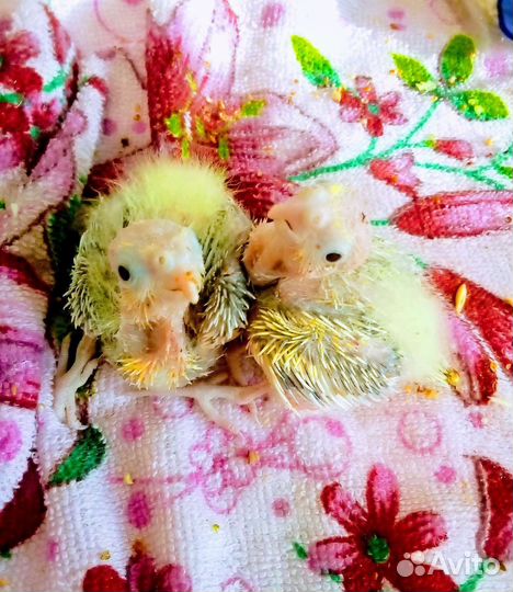 Попугай корелла птенец