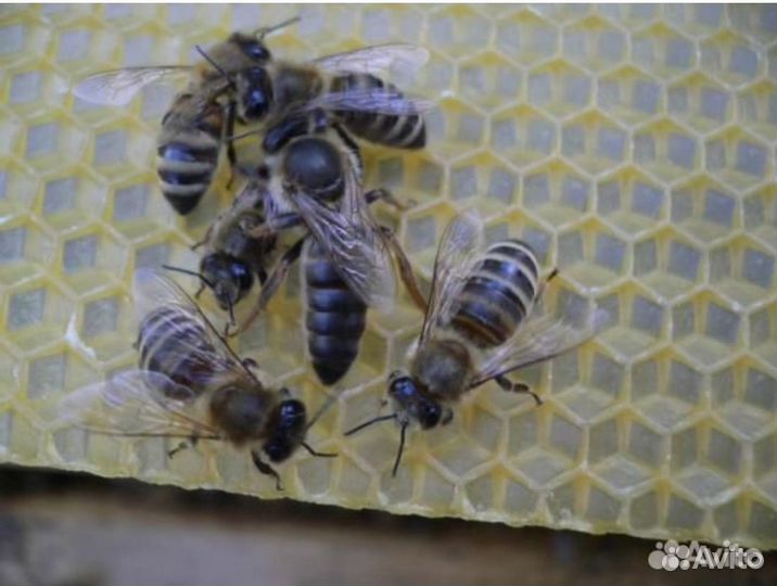 Плодные пчеломатки Карпатка 2024 г. Майский мёд