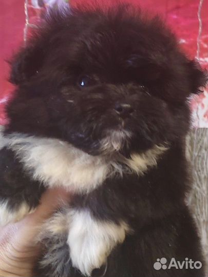 Мини пом фризе