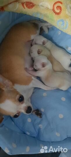 Щенки чихуахуа