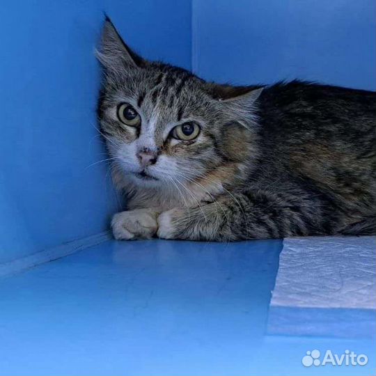 Маленький пугливый серенький котенок-мышонок