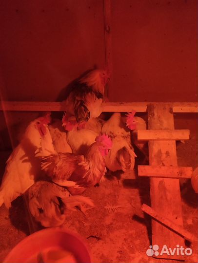 Молодые петухи