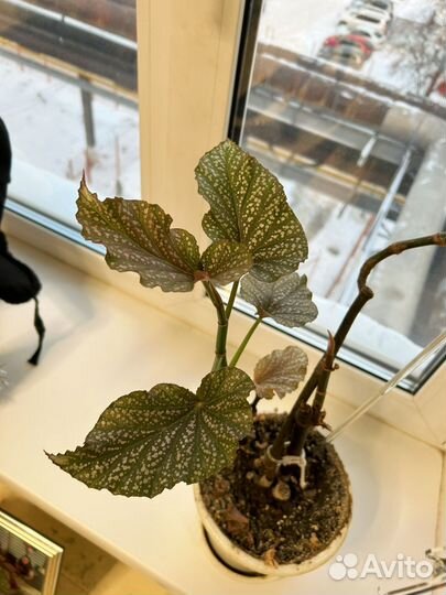 Бегония пятнистая