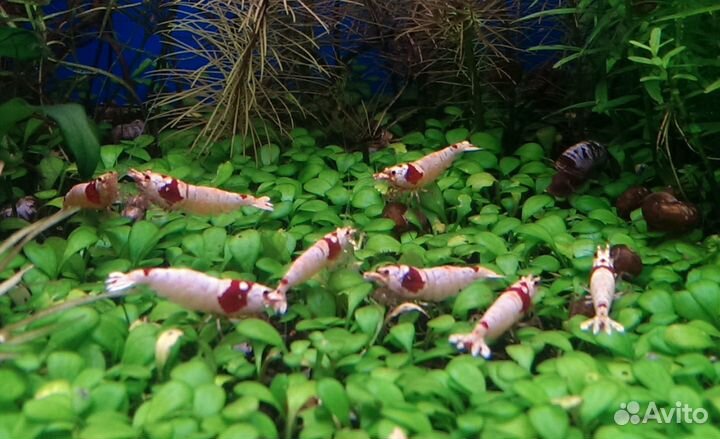 Креветки Красный кристалл Crystal Red Shrimp