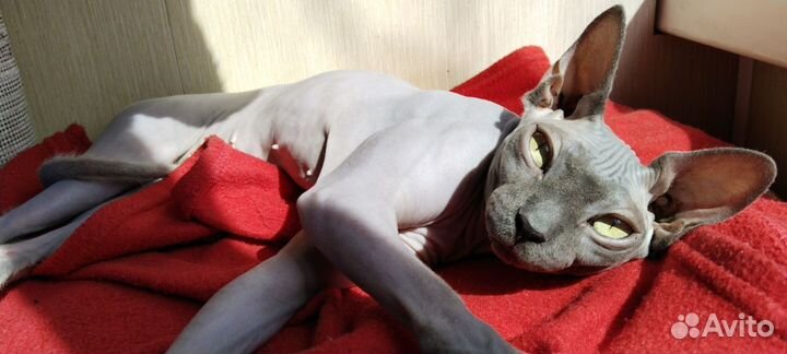 Канадский Сфинкс