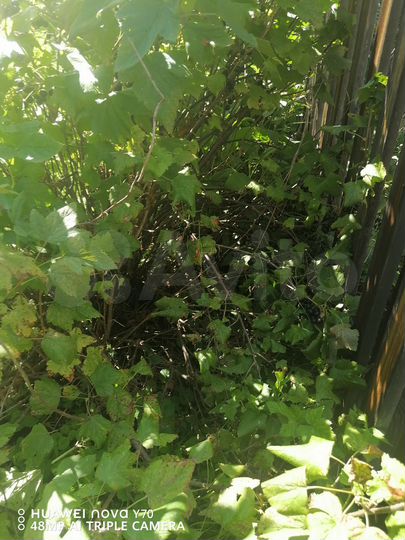 Участок 5 сот. (СНТ, ДНП)