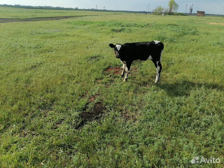 Телята бычки