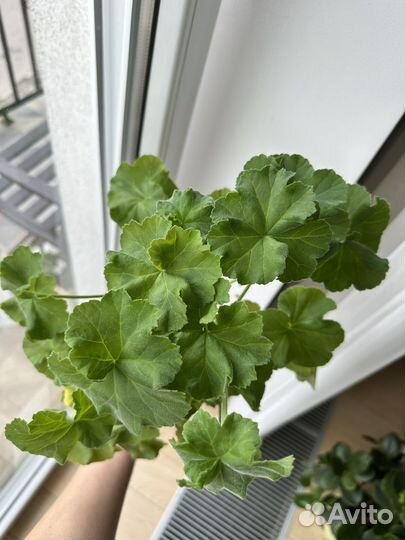 Царская невеста пеларгония сортовая