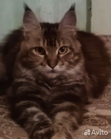 Кошка Мейн-кун