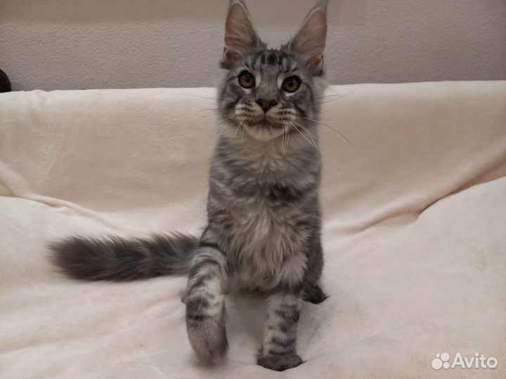 Котенок Мейн-кун мальчик