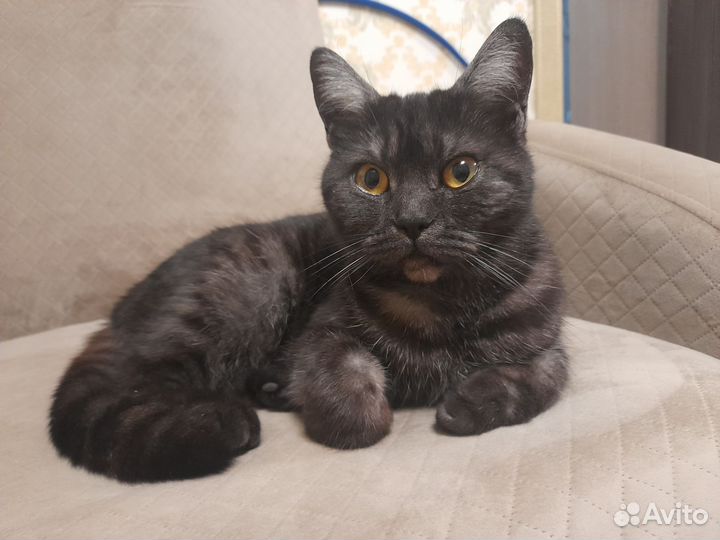 Кошка в дар