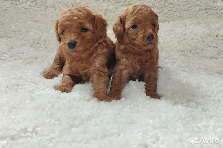 Щенки пуделя