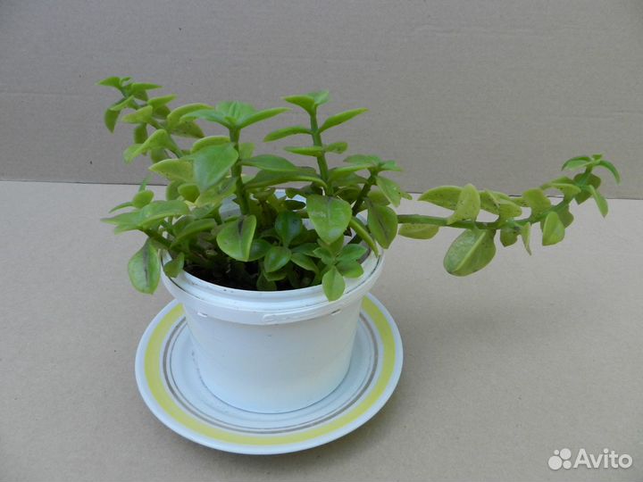 Комнатные цветы