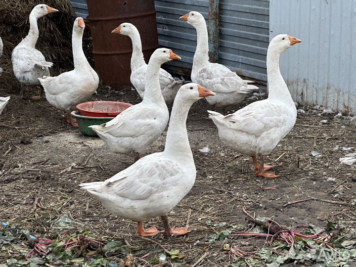 Гуси
