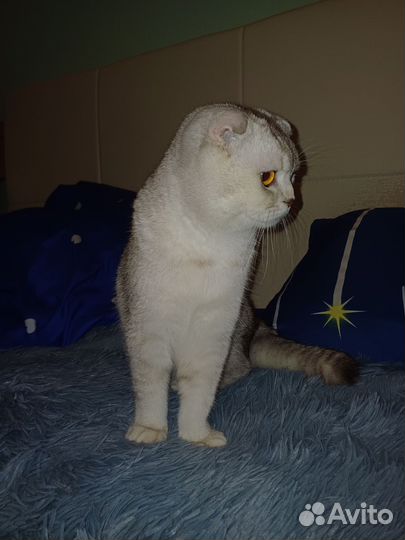 Шотландский кот вязка