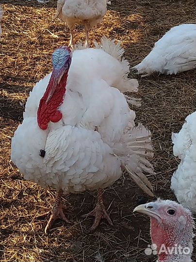 Индюки индюшки индейки