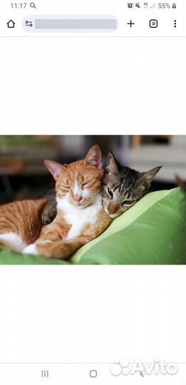 Отдам в добрые руки