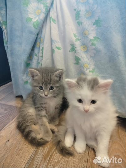 Отдам котят в добрые руки