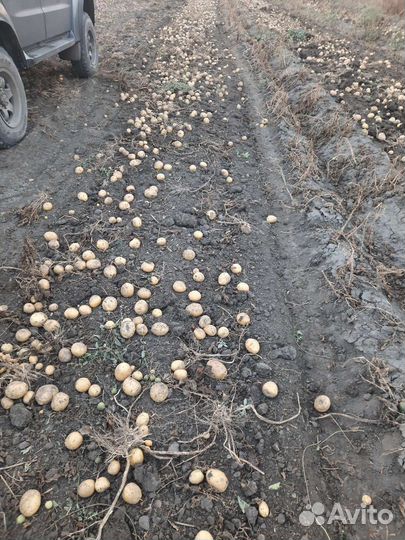 Продам картофель