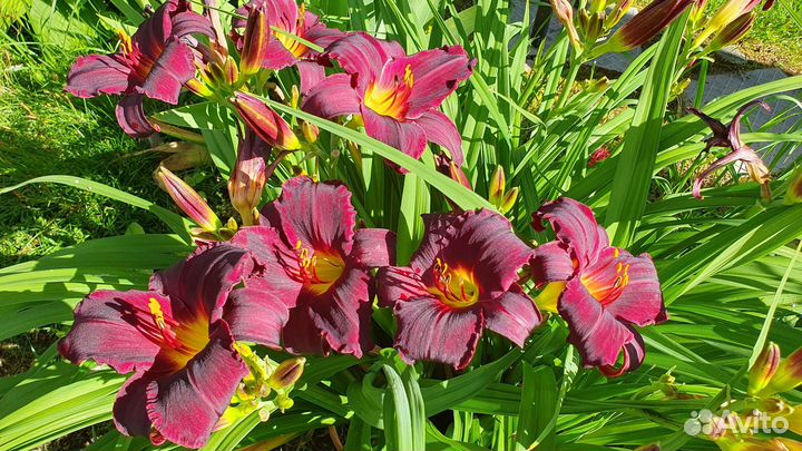 Гортензия. Пион. Пиретрум