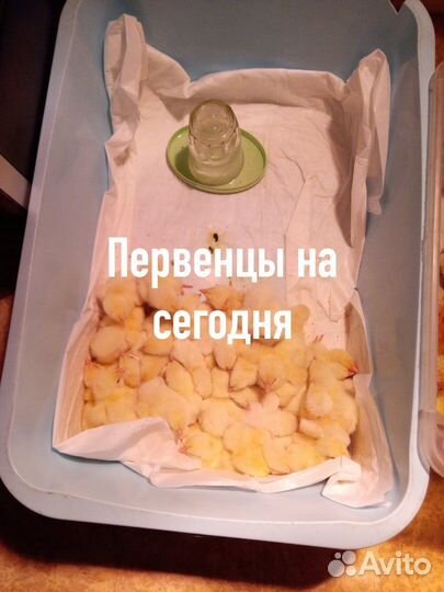 Цыплята и гусята