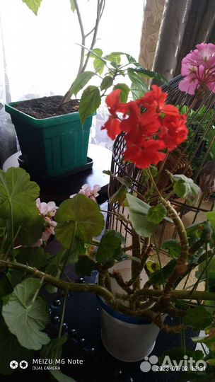 Свежие огурцы