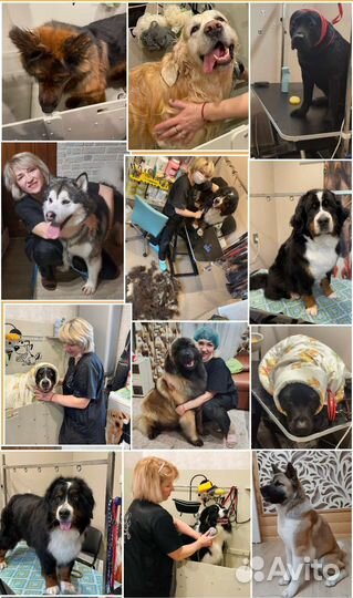 Стрижка собак. Груминг. Грумер для хвостиков