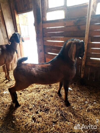 Нубийский козел