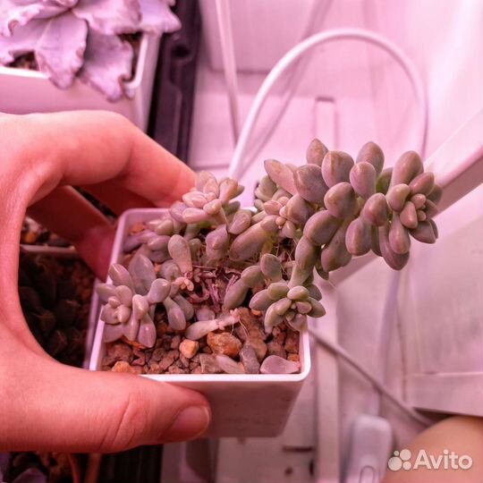 Суккуленты, редкие эхиверии