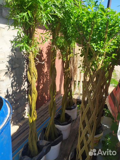 Плетеные деревья из ивы