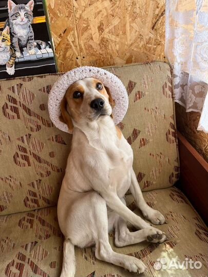 Собака в добрые руки