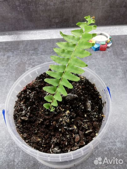 Папоротник комнатный