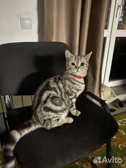 Шотландская Кошка