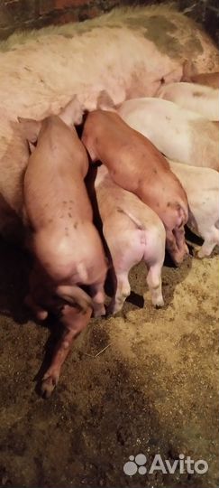 Поросята