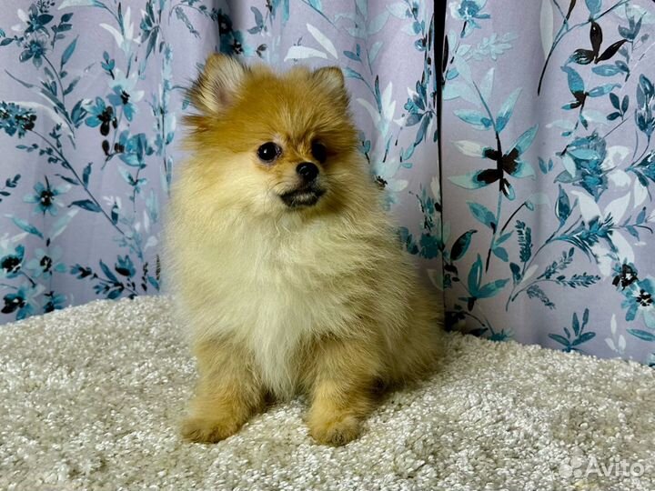 Немецкий шпиц девочка РКФ