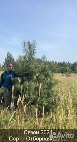 Сосна сентябрьская рождественская оптом