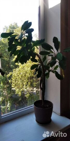 Молочай комнатное растение