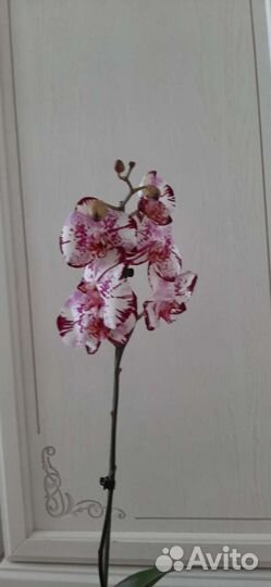 Орхидея фаленопсис Magic Art