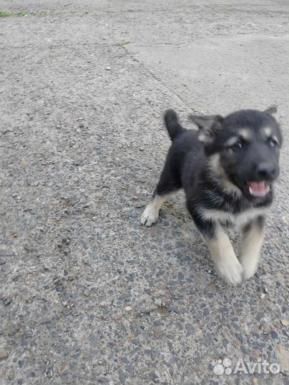 Собаки бесплатно в добрые руки щенки