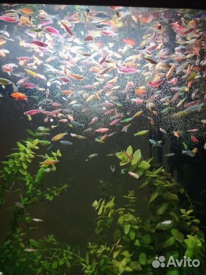 Данио Гло ; Меченосцы,Молинезии,Пецилии,Мох