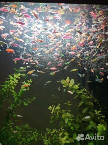 Данио Гло ; Меченосцы,Молинезии,Пецилии,Мох