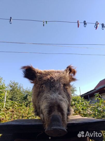 Чучело головы кабана